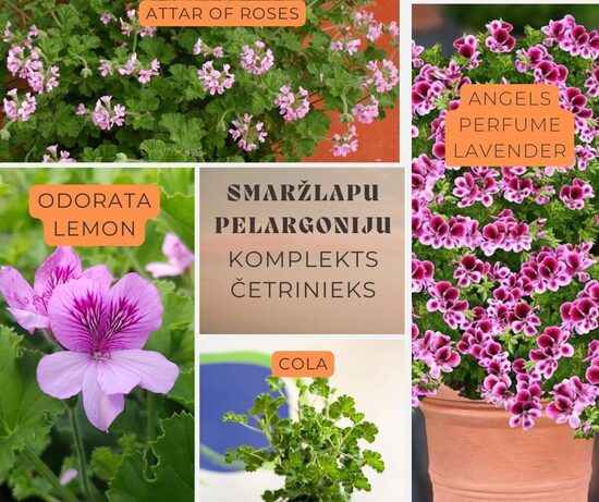 Smaržlapu pelargoniju kaste ČETRINIEKS -AR IEKĻAUTU PIEGĀDI APRĪLĪ